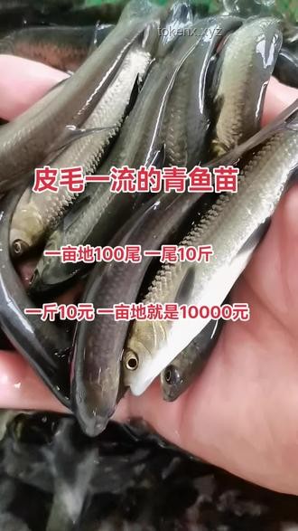 “巨物钓场”背后的青鱼养殖与垂钓经济深度剖析